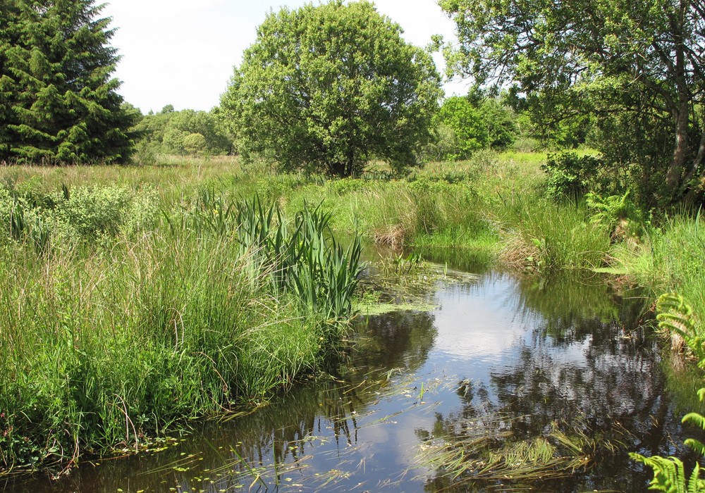 You are currently viewing Mettre en œuvre une politique en faveur de la protection des zones humides à Bures-sur-Yvette